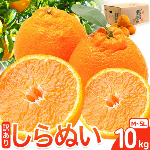 【ふるさと納税】訳あり 不知火 ( デコポン と同品種 ) しらぬい 約 10kg (M〜5Lサイズ) どの坂果樹園《2026年2月上旬-4月上旬頃出荷》 和歌山県 日高川町 しらぬい 不知火 デコポン でこぽん 旬 果物 フルーツ 柑橘 訳あり不知火 訳ありデコポン 訳ありしらぬい 送料無料