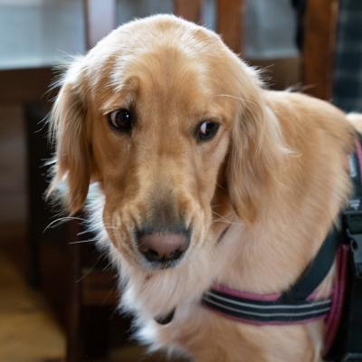 ふるさと納税 宍粟市 宍粟鹿肉100%　犬・猫の無添加おやつ　柔らかい(フリーズドライタイプ)O18