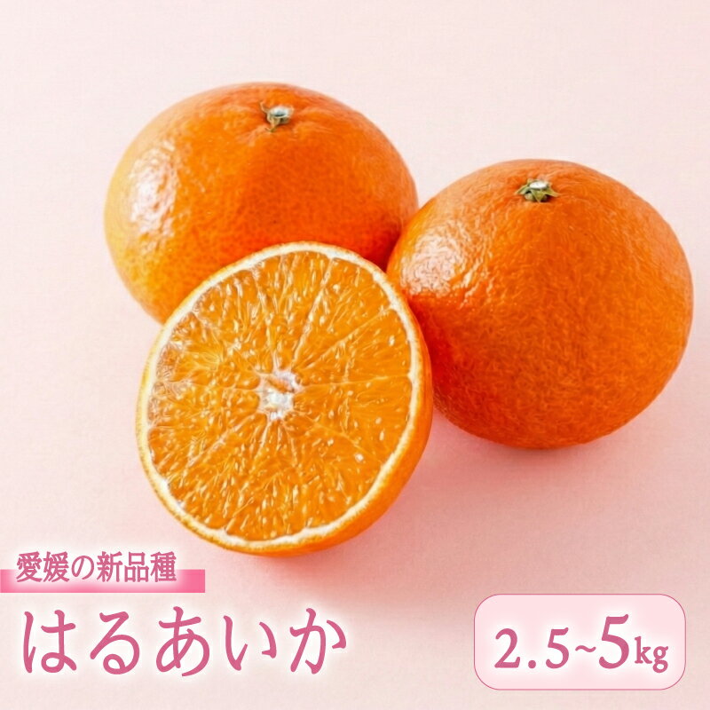 【ふるさと納税】 【3月上旬頃順次発送】愛媛県産 はるあいか 2.5kg 5.0kg M～4Lサイズ ｜ 紅プリンセス と同品種 紅まどんな と 甘平 の交配種 愛媛果試第48号 愛果48号 みかん フルーツ 果物 くだもの 数量限定 人気 愛媛県 松山市 送料無料 フジ・アグリフーズ