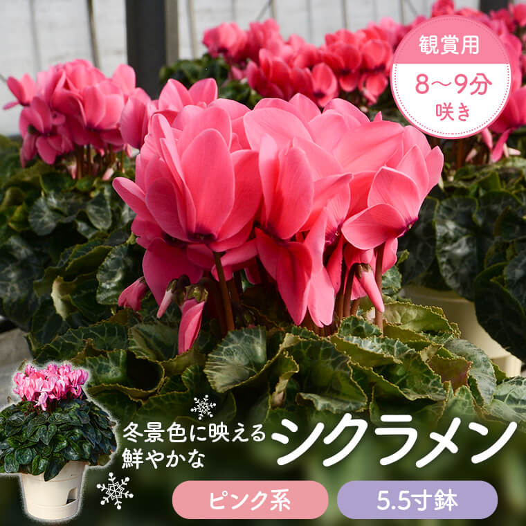【ふるさと納税】シクラメン（ピンク系）5.5寸鉢 観賞用8～9分咲き シクラメン ピンク系 花鉢 観賞用 ギフト 赤 冬の定番 須賀園芸 5.5寸鉢 鹿児島県 薩摩川内市 送料無料
