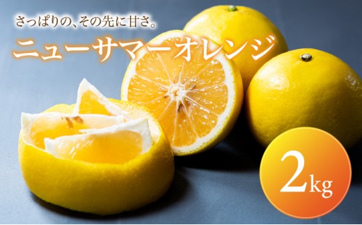 ニューサマーオレンジ 家庭用 2kg 【2027年4月中旬頃から順次発送】 | みかん ミカン mikan 蜜柑 訳ありフルーツ 柑橘 果物 おすすめ お勧め お取り寄せ ギフト 愛媛県 松山市