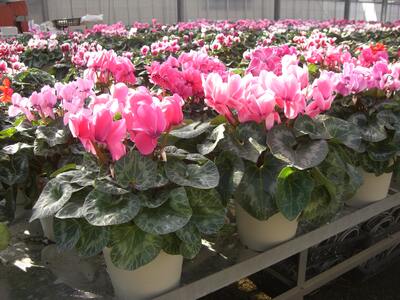 ★12月21日までの限定★　シクラメン（ピンク系　５号鉢）