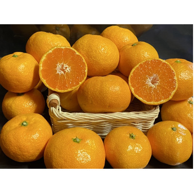 
太陽と海の輝みかん5kg＜C73-1＞【1491883】
