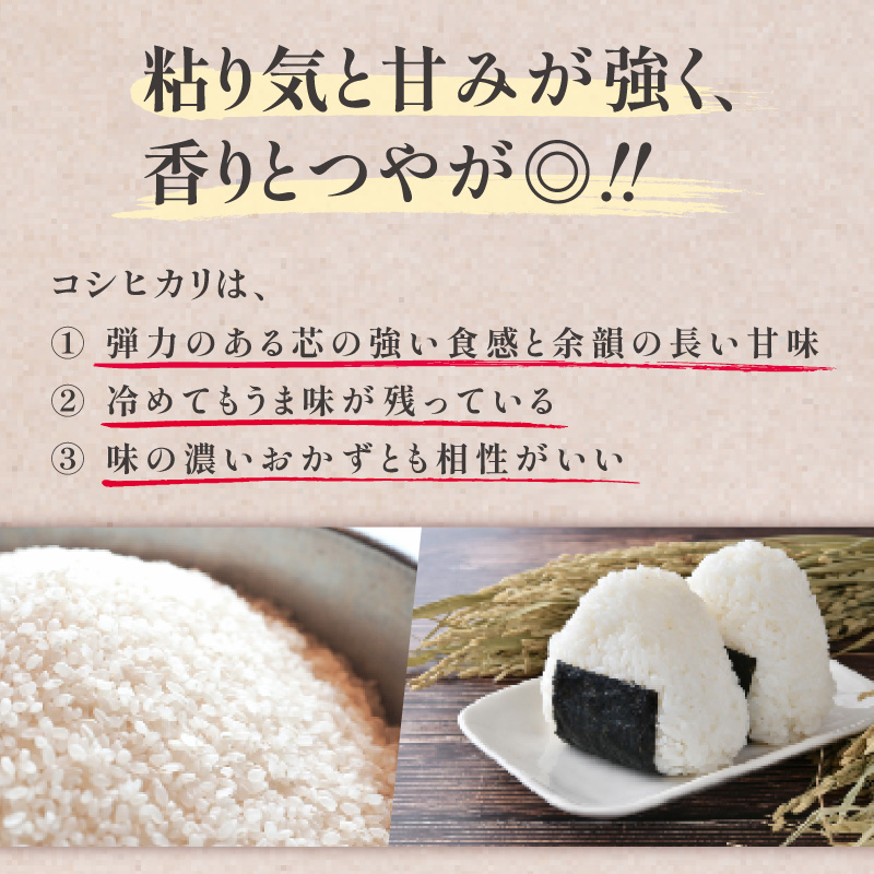 【事前受付】R8年度産　牧之原市産コシヒカリ   精米 5kg 牧之原市 静岡県 美味い オススメ おすすめ 人気 農家直送 タタラ商店 静岡県 牧之原市 5kg（15,000円）