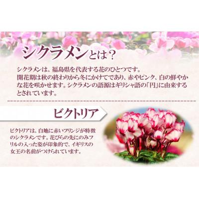 ふるさと納税 中島村 【先行予約】シクラメン6号鉢(ビクトリア)　ブルーメあぶくま |  | 01
