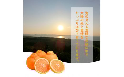 S086-002_井手尾さん家の濃厚いでぽん 不知火 約5kg 柑橘〈先行受付〉