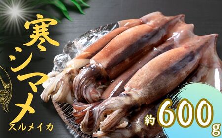朝どれシマメ（スルメイカ）約600ｇ 3～4杯 イカ 烏賊 いか