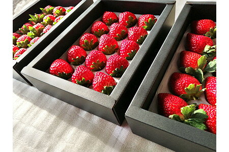 【ふるさと納税】苺三種の宴・特選品 (紅ほっぺ・幸の香・みおしずく) (各9玉～18玉入化粧箱・400g以上)×3箱 下笠いちご園