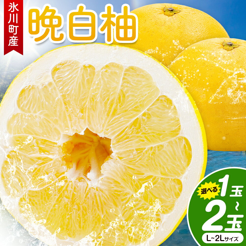 【ふるさと納税】晩白柚 選べる 1玉 2玉 Lサイズ 2Lサイズ ばんぺいゆ 熊本《1月上旬-1月末頃出荷》熊本県 氷川町 果物 フルーツ 熊本県産 晩白柚 ばんぺいゆ