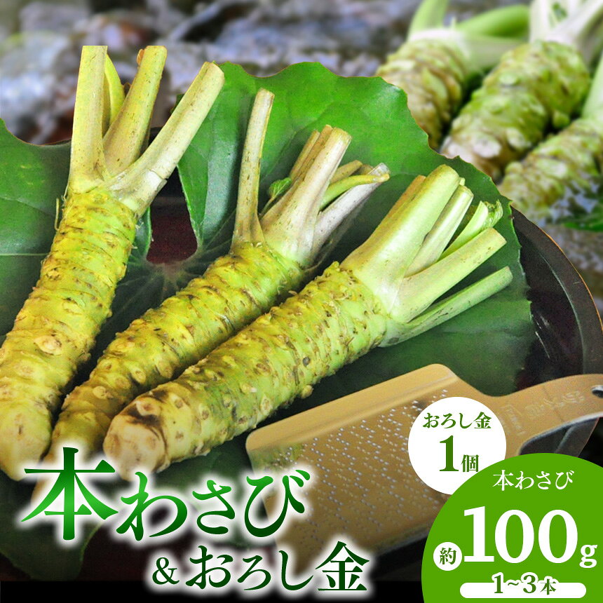 【ふるさと納税】 わさび 生わさび 本わさび おろし金 身 そば わさび丼 薬味 伊豆 西伊豆 【世界農業遺産認定】西伊豆町の本わさび・おろし金セット【12月・1月除く】