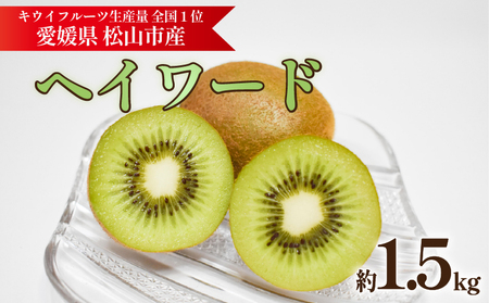 キウイフルーツ ヘイワード 約1.5kg【2026年11月上旬頃から順次発送】 |  キウイ グリーンキウイ ヘイワード キウイフルーツ フルーツ 果物 きうい くだもの デザート 産地直送 数量限定 国産 送料無料 愛媛県 松山市【KNN011】