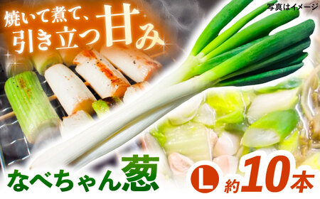 【2025年11月発送開始】焼いてそのまま美味しい！なべちゃん葱 秀品 Lサイズ2.5㎏（500g×5袋）約10本 ネギ ねぎ 島根県雲南市/山さんファーム[AICO003]