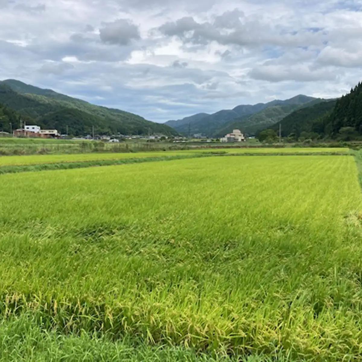 コシヒカリ 玄米 令和8年産 5kg 京都夜久野産 清雫(せいな)