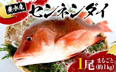 C3-7702／センネンダイ 丸ごと 1尾（内臓処理なし・約1kg）
