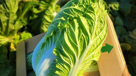 【生産量日本一！】 白菜 茨城県 八千代町産 1箱 4玉 10kg 以上 農家直送 期間限定 ハクサイ 鍋 冬野菜 野菜 やさい 旬 ふるさと納税