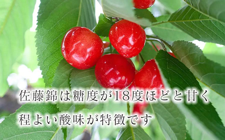 さくらんぼ「佐藤錦」バラ詰め(Lサイズ以上) 500g 山形県鶴岡産 伊藤サクランボ園 令和9年産 K-942