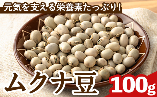 n427 数量限定！種子島産 ムクナ豆(100g) 国産 八升豆 ハッショウマメ 豆 マメ 自然栽培 野菜 【永濱農園】