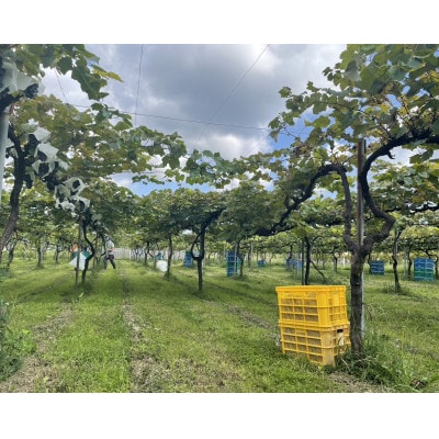 ねこかぶり 2021【配送不可地域：離島】