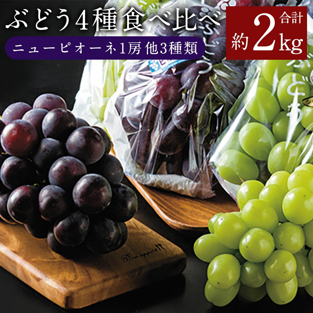 【ふるさと納税】熊本県 湯前町産 4種 ぶどう 食べ比べ セット 約2kg ニューピオーネ フルーツ 葡萄 果物 旬 湯前町 送料無料【2025年8月下旬発送開始】