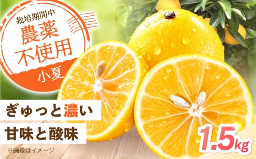 【先行予約】自然栽培小夏 1.5kg〈2027年4月1日～6月30日発送〉 / 柑橘 自然 土佐市 【有限会社四万十くじら】 [BQBR014]
