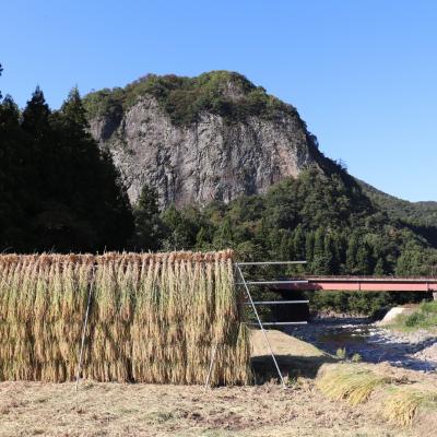 ふるさと納税 三条市 新米 新潟県認証特別栽培米 コシヒカリ 3kg(1×3袋)[しただ米] 令和7年産【010S658】 |  | 02