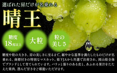 【2ヶ月定期便】晴王 シャインマスカット 約1.3kg ×2回 定期《9月上旬-10月末頃出荷》 シャインマスカット 岡山 マスカット 送料無料 果物 フルーツ
