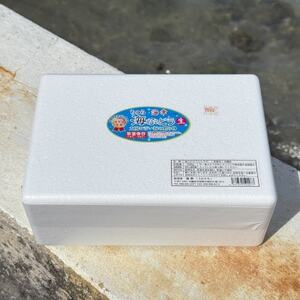 ＜2024年4月以降出荷＞海ぶどう（500g×4個セット）タレ付き