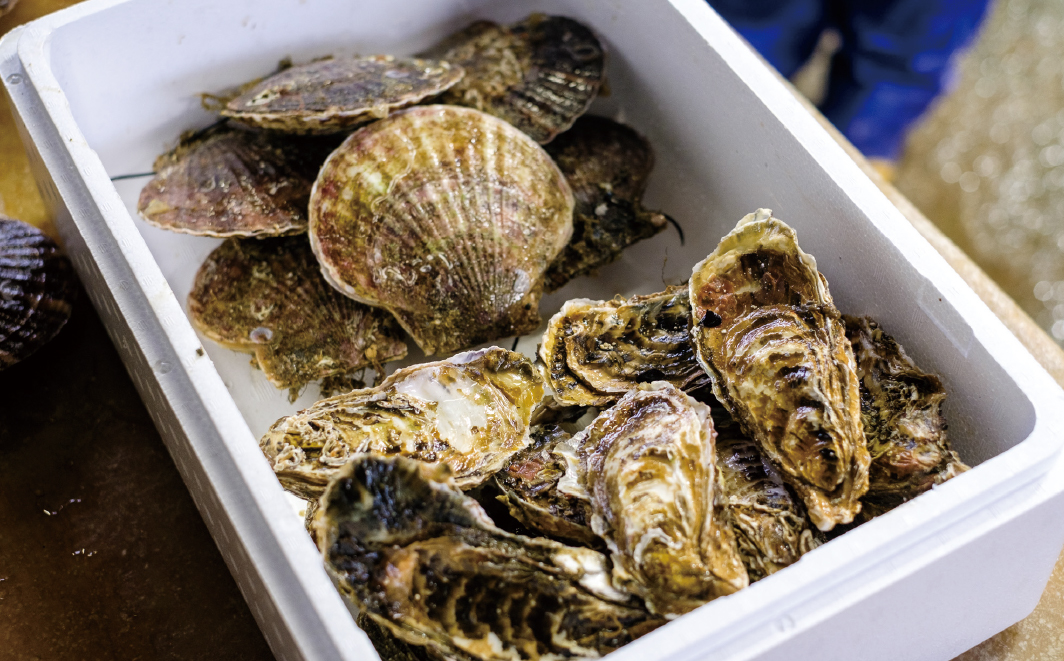 【国内消費拡大求む】北海道サロマ湖産　貝付きホタテ6枚・カキ約2kg