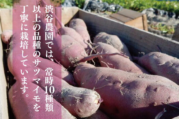 2025年度産 ホクホクで甘いさつまいも すずほっくり 約10kg｜さつまいも 芋 お芋 すずほっくり 渋谷農園 茨城県 行方市(BZ-12)