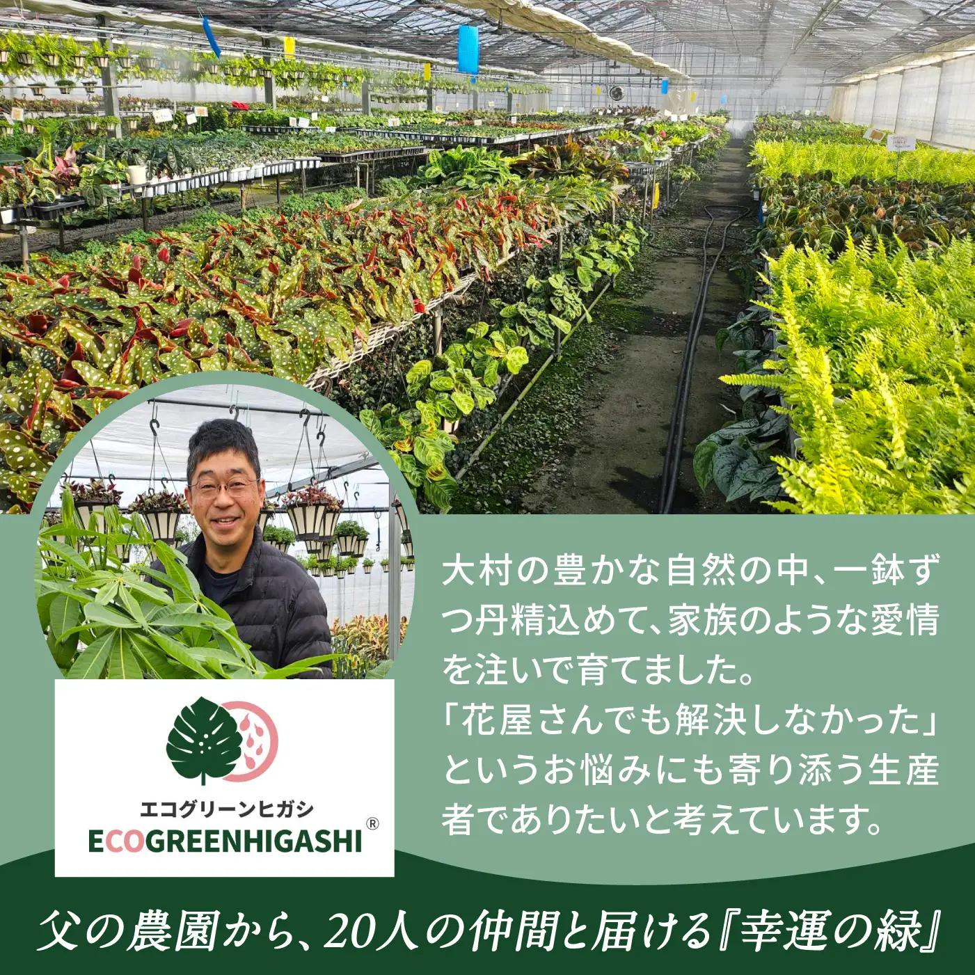 土付き 観葉植物 3点セット[ACAL012]