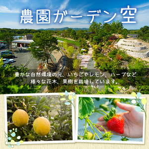 阿久根市産いちご使用！果実酒ストロベリーシードル「こもれびクラフト」(330ml×6本) 飲料 飲み物 アルコール お酒 果実酒 果物 フルーツ 苺【農園ガーデン空】akn026-06