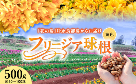 フリージア 球根 （ 黄色 ） 500g C076-001-01 花 お花 植物 綺麗 キレイ きれい 知名町役場農林課 ふるさと納税 鹿児島 知名町 おすすめ ランキング プレゼント