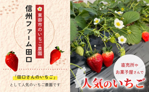 大粒！田口さんのいちご（とちおとめ）2パック（600g）贈答用｜完熟 食べ比べ 苺 イチゴ フルーツ 安心 土耕栽培※2027年1月上旬以降発送予定