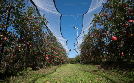 【飯島りんご園】旬の色々りんごの詰め合わせセット　3kg（2～3種）※10月中旬～順次発送