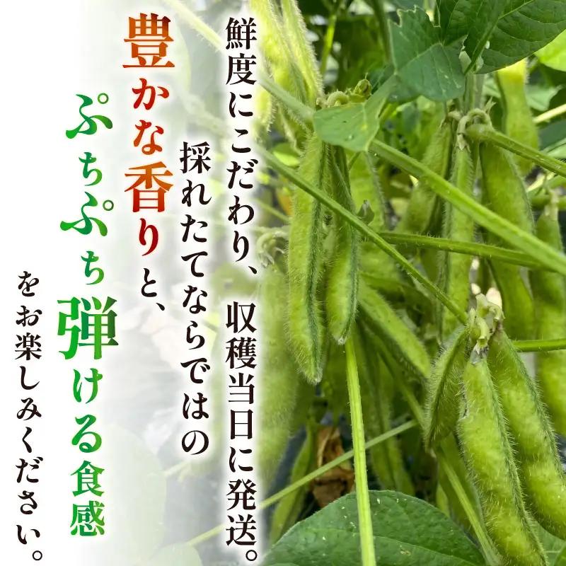 【6月順次発送 枝豆 5袋】 採れたて濃厚！ 枝豆 旬 濃厚 丸新柴本製茶 静岡 県 牧之原市
