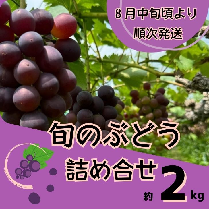 【ふるさと納税】Y2　ぶどう の詰め合わせ　約2kg（8月中旬以降順次発送）　【 ブドウ 葡萄 詰め合わせ セット 贈答 藤稔 紫玉 ピオーネ シャインマスカット ギフト 自宅用 】