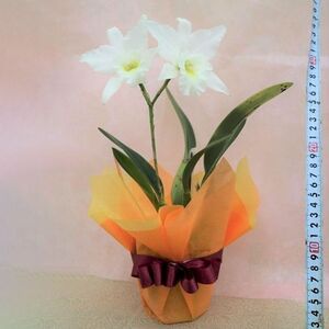 【彦根市内にて栽培】 おまかせ洋蘭 中輪 1鉢 ミニカトレア 洋蘭