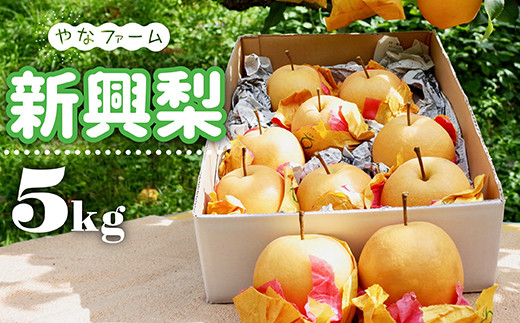 Q3 【やなファーム】東峰村産 新興 梨 なし 福岡県 東峰村 5kg