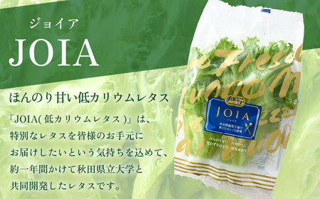定期便 ≪8ヶ月連続お届け≫ 低カリウムレタス&フリルレタス　計6個セット 全8回 【福井県美浜町産】【野菜 生野菜 レタス サラダ サンドイッチ お弁当 水耕栽培 洗わず食べられる 時短 付け合わせ