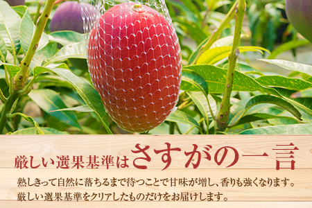 ＜先行予約＞ 完熟マンゴー 2Lサイズ 2玉 南国宮崎からお届け!! フルーツ 果物 人気 贈答品【B302-26】