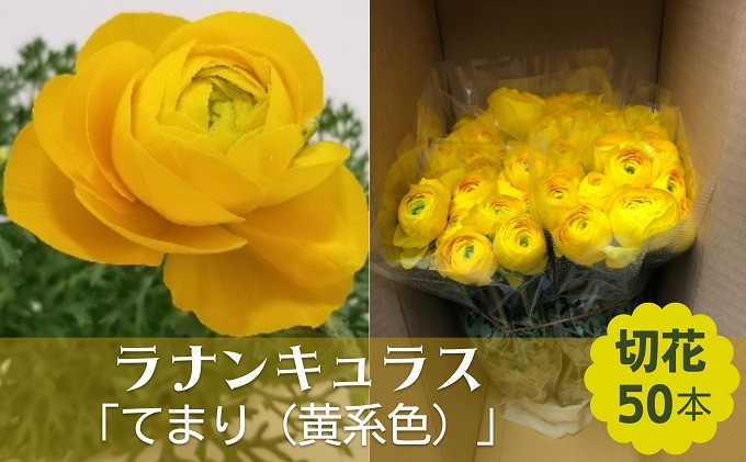 
ラナンキュラス「てまり（黄系色）」切花50本
