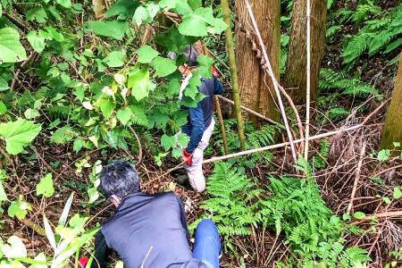 マタタビセット