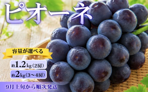 
                  容量選べる！ ピオーネ 岡山県新見市 大原観光果樹園 【先行予約 2026年9月上旬から順次発送】
                