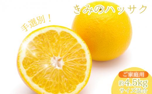 新鮮！はじける食感！「きみのハッサク」5kg サイズ L~2L ご家庭用(秀優混合) /八朔 柑橘 和歌山県 手選別 紀美野町産【kmf021-c-5】