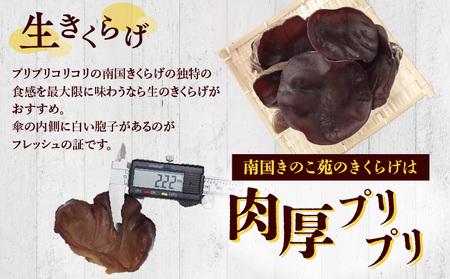 南国 きくらげ 生 ・ 乾燥 セットA C070-002 キクラゲ 有機成分 ミネラル 歯ごたえ 肉厚 バガス 野菜 やさい 沖永良部産 沖永良部 生きくらげ 生キクラゲ 乾燥きくらげ 料理 中華炒め