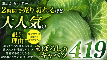 【7月中旬発送開始】訳あり 《 3か月 定期便 》まぼろしの419キャベツ 2玉 3カ月 先行予約 [AL015tu]
