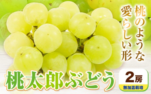 【先行予約】岡山県産 桃太郎ぶどう 2房 無加温栽培【配送不可地域あり】《9月上旬-10月中旬頃に出荷予定(土日祝除く)》有限会社ホーティカルチャー神島