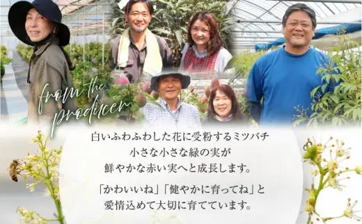 【先行予約/数量限定】希少 国産 綾生ライチ（化粧箱入り） 宮崎県 綾町産 ライチ 贈答 ギフト プレゼント 国産ライチ 果物 フルーツ 生ライチ 産地直送 期間限定 送料無料 お中元【JA綾町】_A