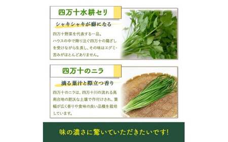 安心安全の地どれ野菜【旬が香る7種セット】自慢の特製ポン酢つき！／Qjs-05