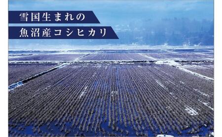 令和8年産　先行予約　【数量限定】 従来品種 魚沼産コシヒカリ 5kg 〈令和8年10月下旬～発送予定〉